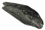 Fossil Sperm Whale (Scaldicetus) Tooth - South Carolina #176178-1